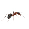 Ants Ants