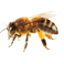 Bees / Wasps / Hornets Bees / Wasps / Hornets