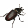 Beetles Beetles