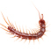 Centipedes / Millipedes Centipedes / Millipedes
