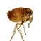 Fleas Fleas