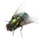 Flies Flies