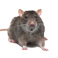 Mice & Rats Mice & Rats