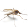 Mosquitoes Mosquitoes