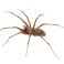 Spiders Spiders