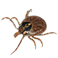 Ticks Ticks