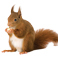 Wildlife Services Wildlife Services